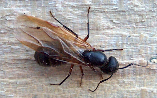 carpenter-ant