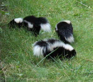 skunks-650sfw