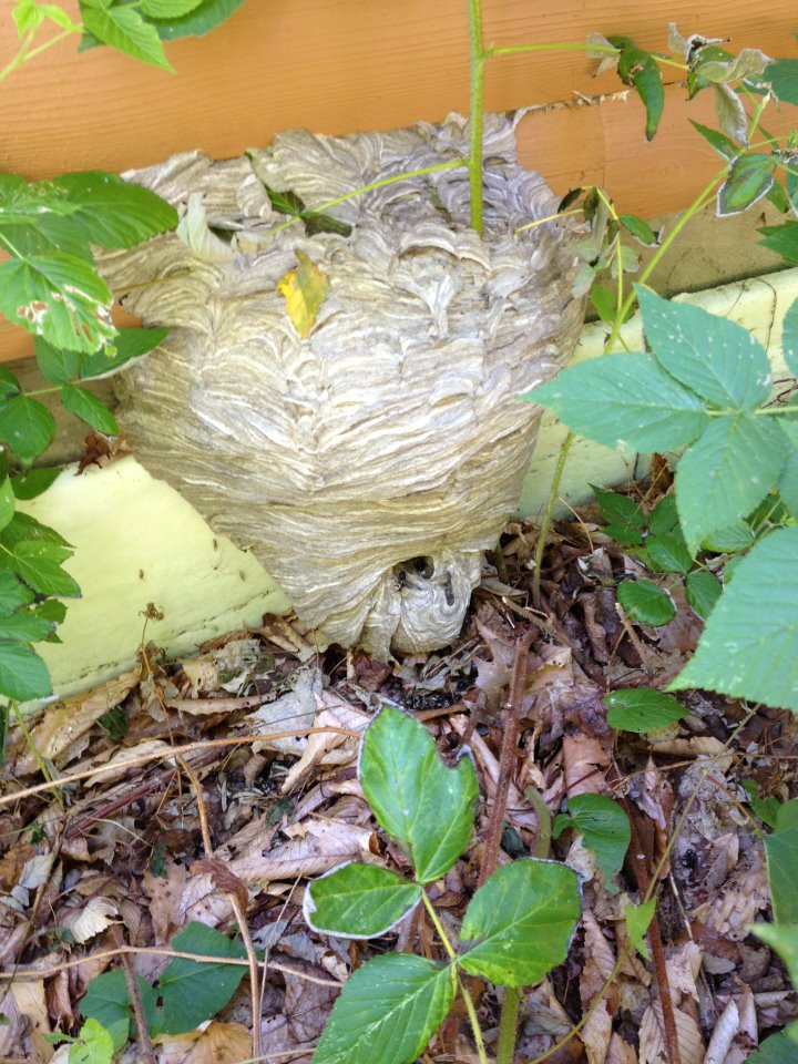 Bald Faced Hornets Nest