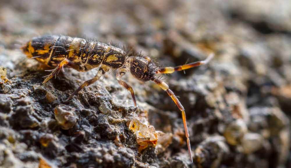 Gnats and Springtails – Common Pests Following a Wet Spring