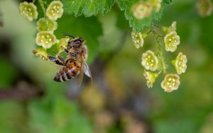alt="Honey Bee pollinating a flower"