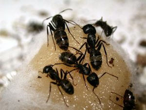 Carpenter Ants