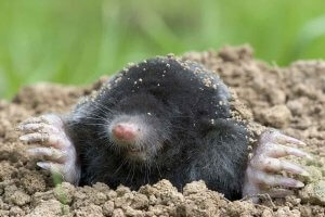 moles in ground burrow