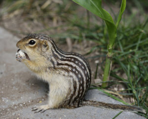 Thirteen-lined Ground Squirrel