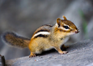 chipmunk trapping Archives 