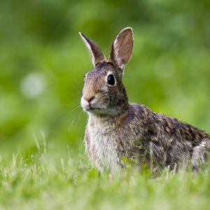 rabbits rabbit feet wildlife michigan why their urine stains hogarth northern