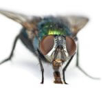 Green Bottle Fly