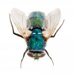 Bluebottle fly