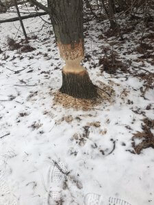 beaver damage