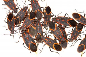 Boxelder Bugs