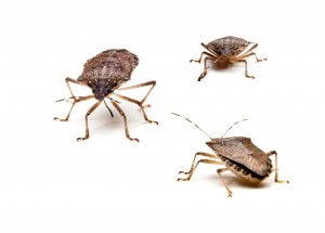 Brown Marmorated Stink Bugs