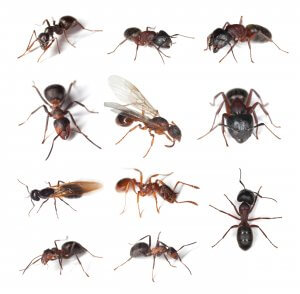 Carpenter Ants