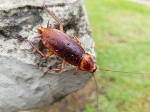  Critters Direct Live Springtails, Breeding Culture + Food Combo  : Patio, Lawn & Garden